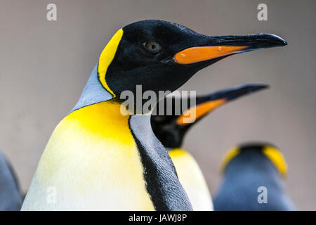 Bright yellow-orange chest feather plumage and mandible markings on a King Penguin. Stock Photo