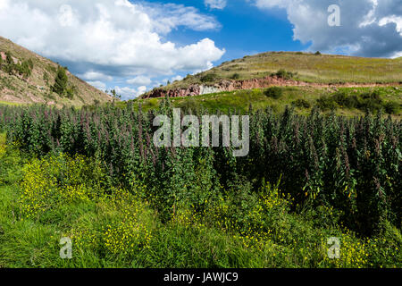 A field of quinoa on a farm in the Andes mountains. Stock Photo