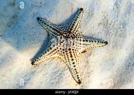A Spotted Sea Star on the sandy ocean floor. Stock Photo
