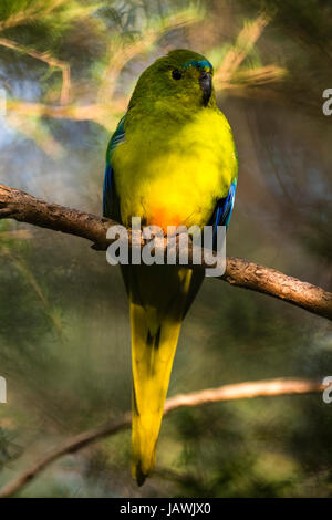 A critically endangered Orange-bellied Parrot roosting on a branch. Stock Photo