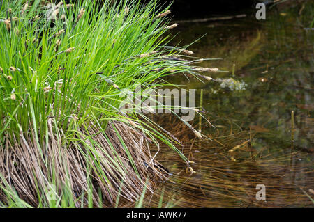 Close up of swamp grass Stock Photo