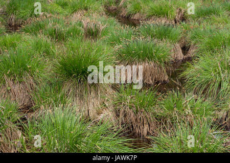 A small stream flowing through a swamp Stock Photo