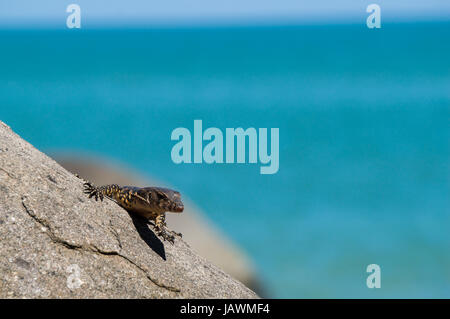 Monitor lizard resting on a rock with the sea in the background Stock Photo