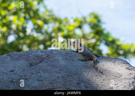 Monitor lizard resting on a rock Stock Photo