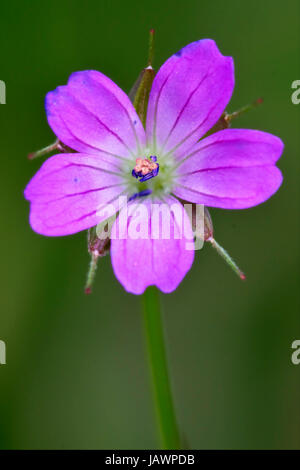 macro close of  a violet pink lavatera arborea malvacee in green background Stock Photo