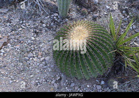 A Big Round Cactus Stock Photo