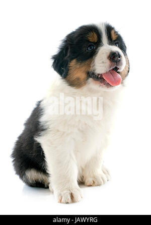 purebred puppy australian shepherd  in front of white background Stock Photo