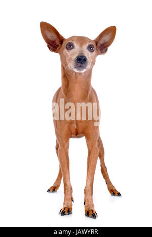 purebred miniature pinscher in front of white background Stock Photo