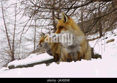 foxes sitting in the snow Stock Photo