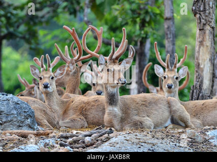 group of eld's deer resting in the forest Stock Photo