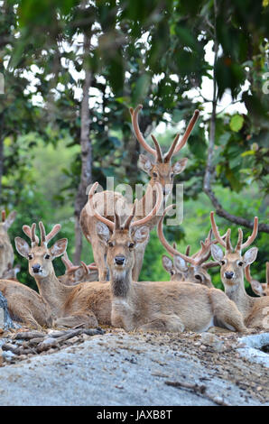 group of eld's deer resting in the forest Stock Photo