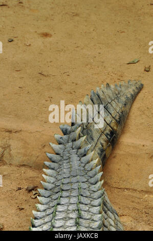 Nile crocodile tail closeup. Wild reptile animal skin abstract background. Stock Photo