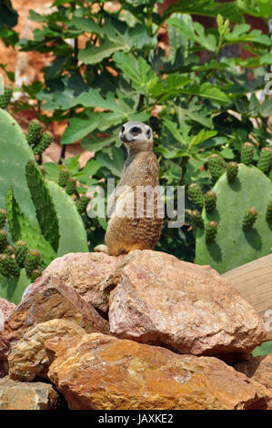 Meerkat upright on rear legs. Small suricate animal standing guard. Stock Photo