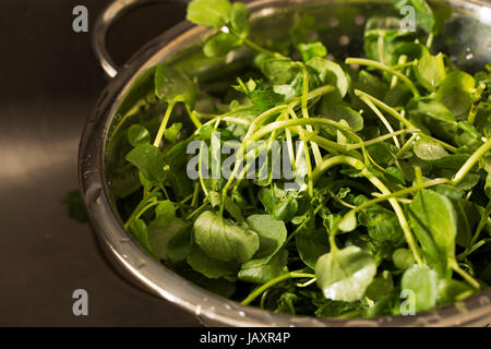 Watercress in colander after rinsing. Stock Photo