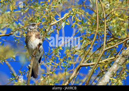 Fieldfare bird (Turdus pilaris) sitting on tree Stock Photo