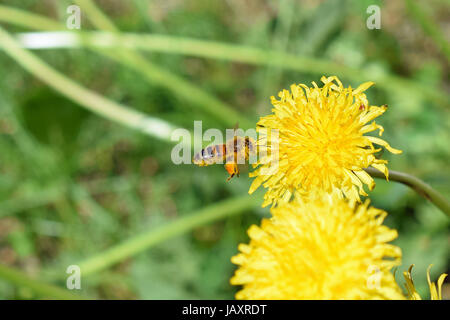 Flying Honey bee (Apis mellifera) landing to Dandelion flower. Bee carrying pollen in a basket and and also its body has covered with pollen. Stock Photo