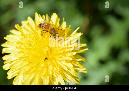 Honey bee (Apis mellifera) on Dandelion flower. Its body has covered with pollen. Stock Photo