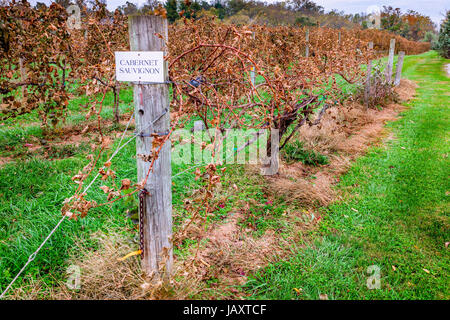 Rows of dry grape vines in a vineyard in Central Kentucky Stock Photo