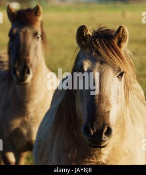 dülmener wild horses Stock Photo