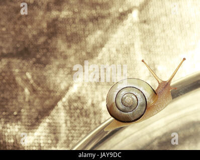 Common Garden Banded Snail Crawling on Metallic Background Stock Photo