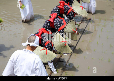 Japanese young girls plants a plant of rice in a rice paddy Stock Photo