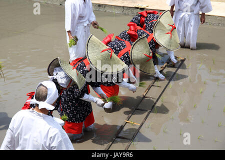 Japanese young girls plants a plant of rice in a rice paddy Stock Photo