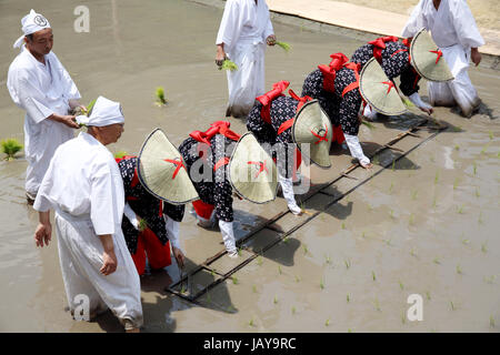 Japanese young girls plants a plant of rice in a rice paddy Stock Photo