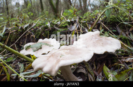 Clitocybe nebularis is also known as  cloud funnel or clouded agaric Stock Photo