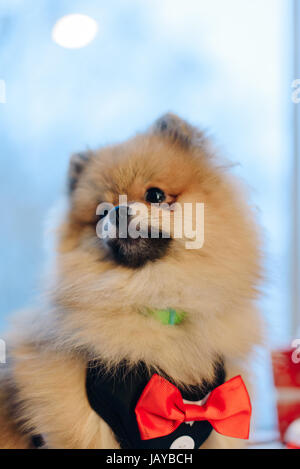 Cute portrait of German Spitz in pet suit with red butterfly looking at somewhere else