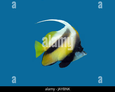 single coral reef's exotic fish - bunnerfish isolated on blue background Stock Photo