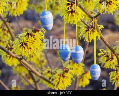 Osterstrauch Hamamelis - hamamelis shrub in easter time 10 Stock Photo