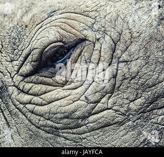 detail of a eye great one-horned rhinoceros Stock Photo