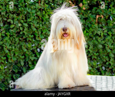 A young, happy, beautiful white fawn Bearded Collie sitting. Beardie dogs were used for herding, distinctive for their long straight coat. Stock Photo