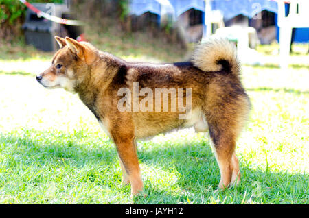 A profile view of a young beautiful fawn, sesame brown Shiba Inu puppy dog standing on the lawn. Japanese Shiba Inu dogs are similar to Akita dogs only smaller and they look like a fox. Stock Photo