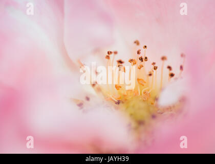 Floribunda Rose 'English Miss' Macro pink close up Stock Photo