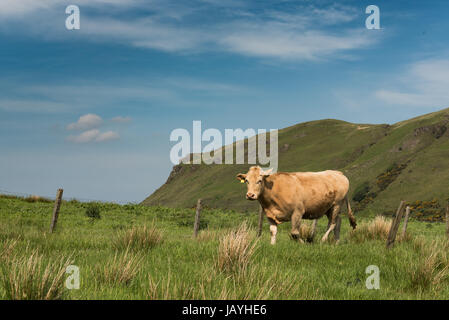 One grazing scotish bull on the green grass near the mountains in the summer Stock Photo