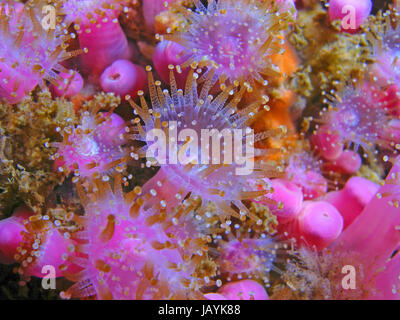 Colourful jewel anemone with open tentacles Stock Photo