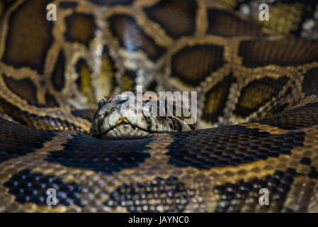 Python sebae, commonly known as the African rock python Stock Photo