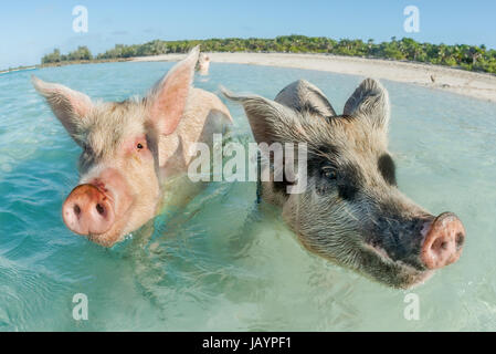 In Big Major Cay, the Exumas, you can get very close to the famous swimming pigs. Bahamas, December Stock Photo