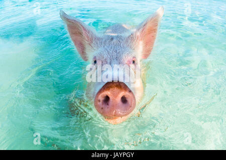 In Big Major Cay, the Exumas, you can get very close to the famous swimming pigs. Bahamas, December Stock Photo