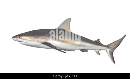Caribbean reef shark {Carcharhinus perezii} in side-on view, cut out and isolated on a white background. Bahamas, December Stock Photo