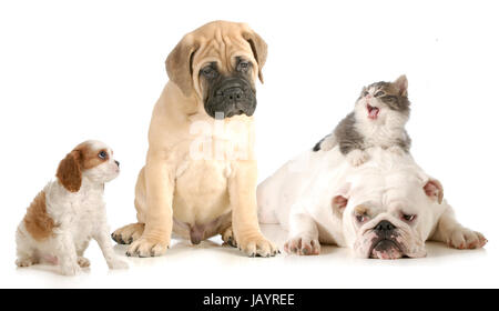 dog and cat fight - cavalier king charles spaniel, bull mastiff, english bulldog and domestic long haired kitten arguing isolated on white background Stock Photo