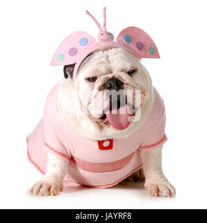 cute puppy - english bulldog female wearing cute costume isolated on white background