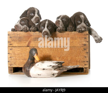 hunting dogs - litter of german shorthaired pointer puppies in a wood crate isolated on white background Stock Photo