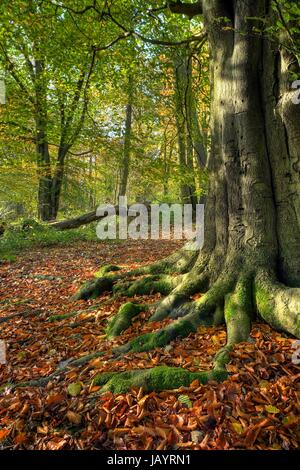 Beech wood in autumn, Worcestershire, England. Stock Photo