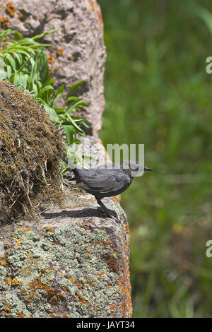 American dipper Cinclus mexicanus at nest site Yellowstone National Park Wyoming United States of America Stock Photo