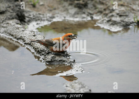 Common crossbill Loxia curvirostra male drinking from muddy puddle Glen Feshie Highland Region Scotland UK Stock Photo
