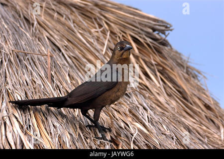 side of brown sparrow whit gold eye in straw mexico tulum Stock Photo