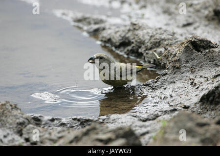 Common crossbill Loxia curvirostra female drinking from muddy puddle Glen Feshie Highland Region Scotland UK Stock Photo