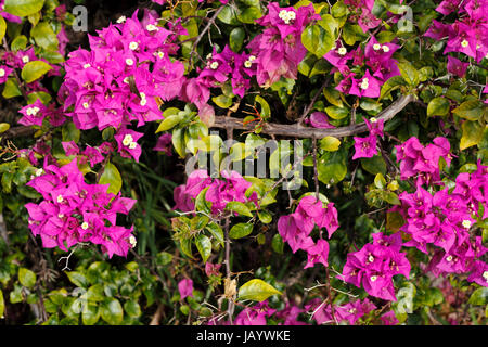 Up close branch of a beautiful, tropical purple yellow fuchsia Bougainvillea plant bush seen in tropical Fort Lauderdale, Florida on a sunny winter day. Stock Photo